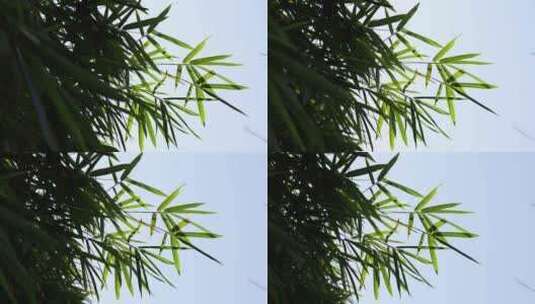 风中摇曳的竹叶高清在线视频素材下载