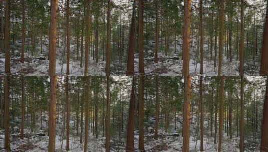 雪中的松树林森林高清在线视频素材下载