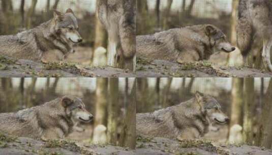 动物园里的灰狼特写高清在线视频素材下载