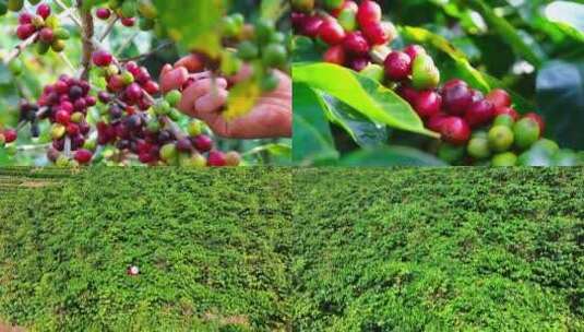 云南咖啡种植园高清在线视频素材下载