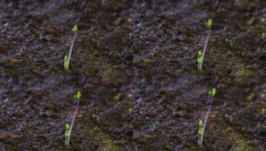 春天野生中药材猫爪草生长延时摄影高清在线视频素材下载