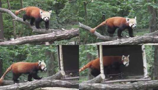 树上的红熊猫高清在线视频素材下载