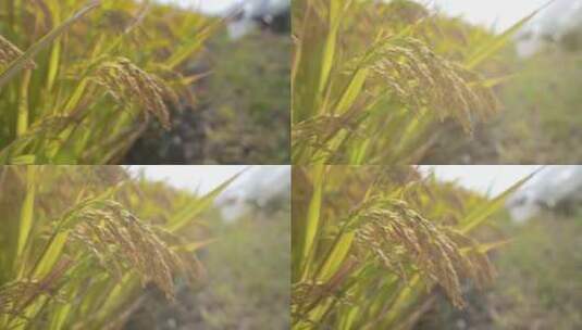 稻田农业稻田水稻大米谷物种植粮高清在线视频素材下载