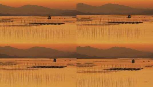 海上落日 落日渔船 海上养殖  金色海面高清在线视频素材下载