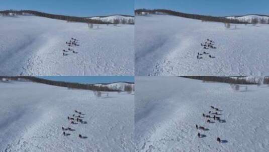 雪原牧场上的马群高清在线视频素材下载