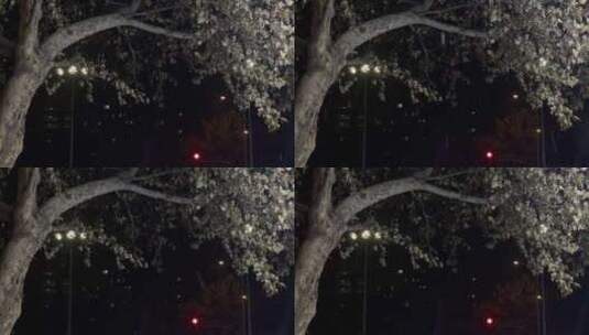夜晚树枝下雪高清在线视频素材下载