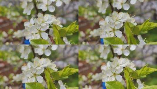 春天梨花 苹果花 杏花盛开视频高清在线视频素材下载