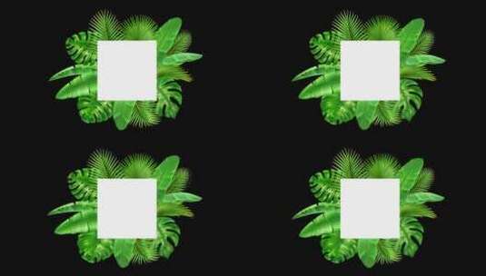 框架背景热带树叶备用空间动画高清在线视频素材下载