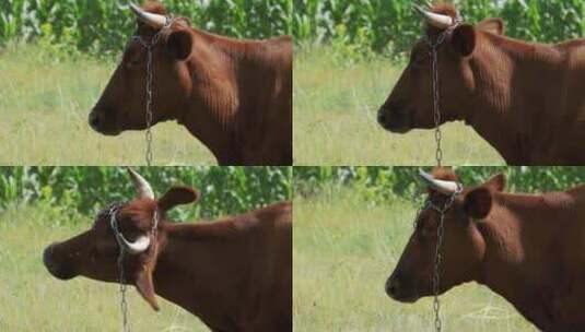 牛在村庄附近的草地上吃草高清在线视频素材下载