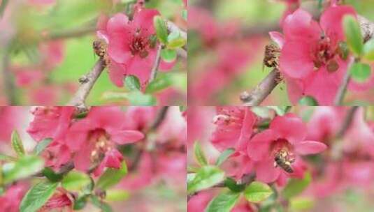 4k红花春景花朵植物蜜蜂采蜜花骨朵高清在线视频素材下载