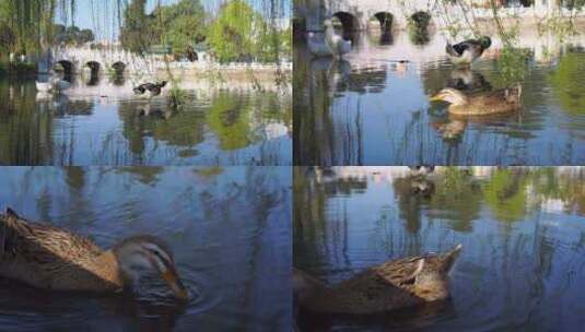 翠湖水中悠闲的鸭子高清在线视频素材下载