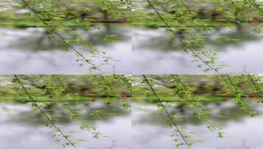 （慢镜）下雨天春风吹动湖边的柳条竖版高清在线视频素材下载