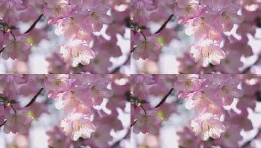 春天阳光明媚，海棠花花瓣唯美的逆光光影高清在线视频素材下载