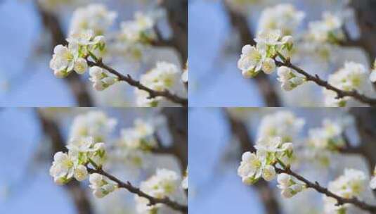 春天阳光下盛开的白色梨花蜜蜂采蜜高清在线视频素材下载