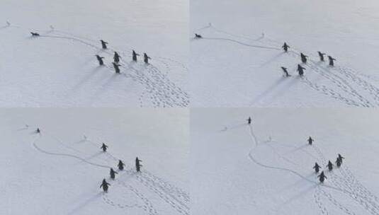 南极巴布亚企鹅雪地漫步鸟瞰高清在线视频素材下载