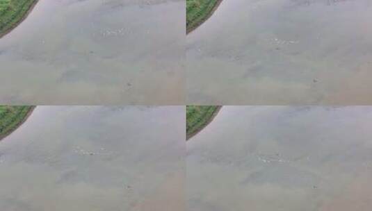 一群白鹭从湖面飞过高清在线视频素材下载