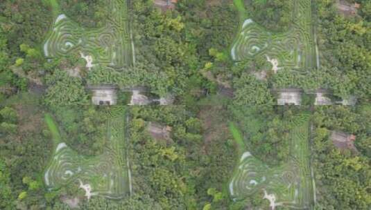 航拍东莞大屏障森林公园的植物迷宫高清在线视频素材下载