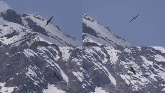 西藏雪山老鹰翱翔老鹰飞翔飞行高清在线视频素材下载
