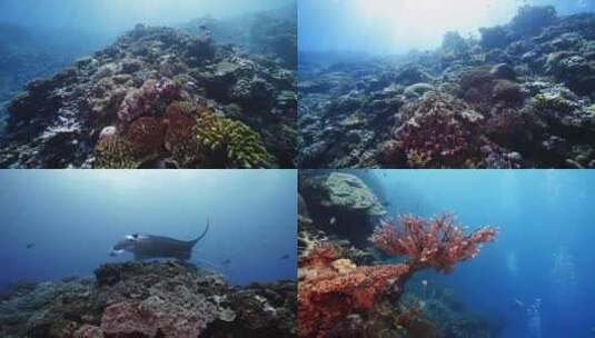 海底世界·海里各种鱼群、生物高清在线视频素材下载