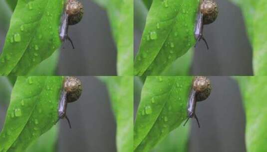 悠闲 蜗牛 缓慢爬行树叶雨水清新微距特写高清在线视频素材下载