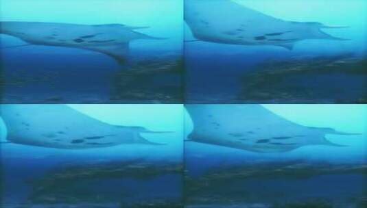 雄伟的曼塔雷游泳海洋深度高清在线视频素材下载