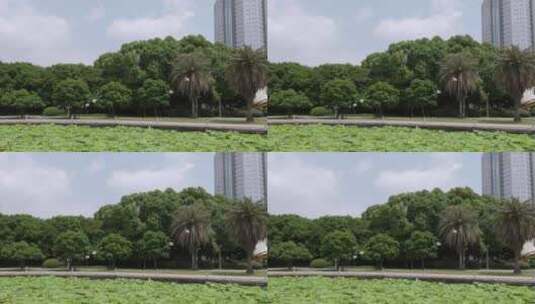 实拍城市中鸽子飞翔10高清在线视频素材下载