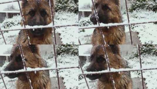 狗在雪地里叫。高清在线视频素材下载