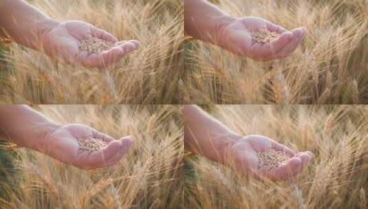 农业小麦收获高清在线视频素材下载