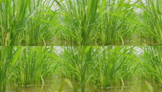 稻田水稻禾苗秧苗粮食大米白昼实时高清在线视频素材下载