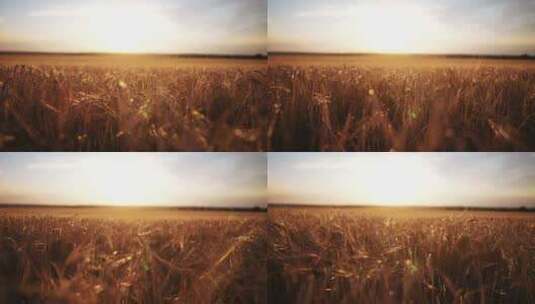 农田里成熟的金黄色小麦高清在线视频素材下载