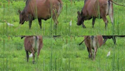 老黄牛与白鹭：沼泽草地上的和谐共生高清在线视频素材下载