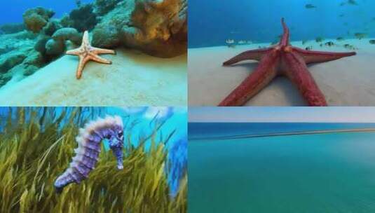 海星海底世界高清在线视频素材下载