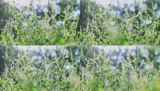 阳光下的园艺植物野花花圃高清在线视频素材下载