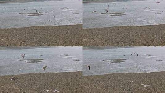 海鸟飞行空镜头慢镜头海鸥大海边生态保护高清在线视频素材下载