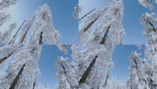 高清实拍瓦屋山冬天雪景雪山森林高清在线视频素材下载