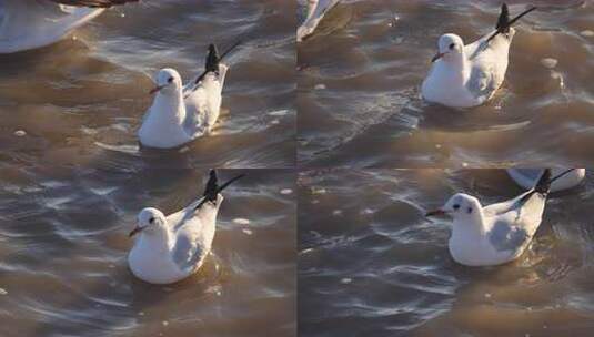 海鸥 鸟 动物  海 海面 海边高清在线视频素材下载