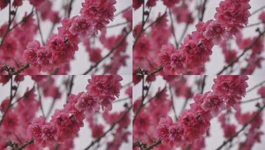 特写粉色盛开桃花花朵花瓣高清在线视频素材下载