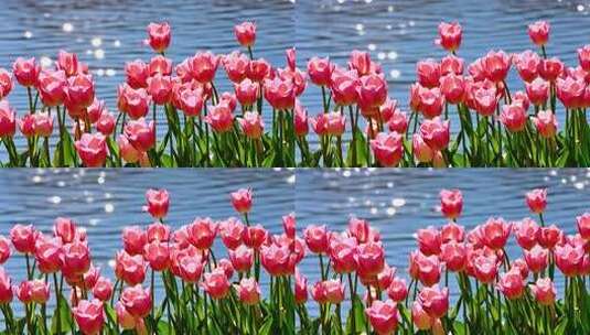 春天郁金香花园花卉花海自然景观高清在线视频素材下载