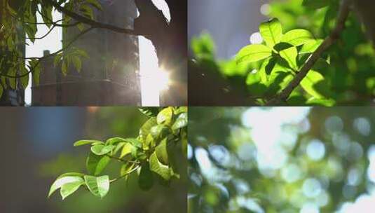 阳光下的绿色树叶特写高清在线视频素材下载