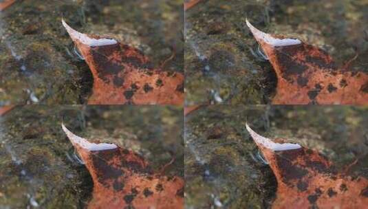 水面上的枯叶特写高清在线视频素材下载