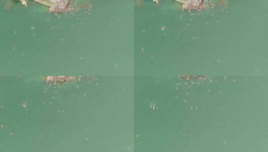 俯拍河中游泳锻炼市民高清在线视频素材下载