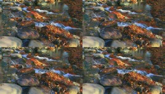 唯美金色秋天小溪流水高清在线视频素材下载