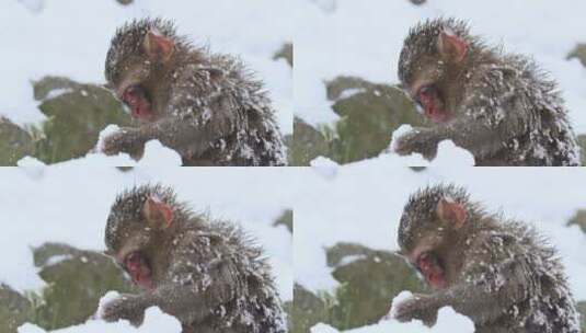 猕猴在雪地里吃雪高清在线视频素材下载