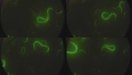 缓慢移动的微生物高清在线视频素材下载