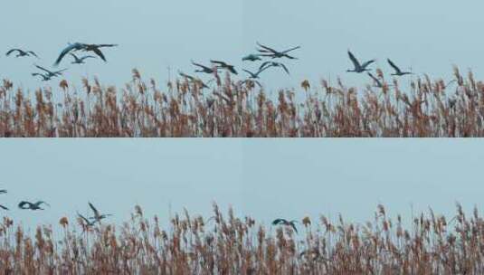 鸟群飞过芦苇上空的慢镜头高清在线视频素材下载