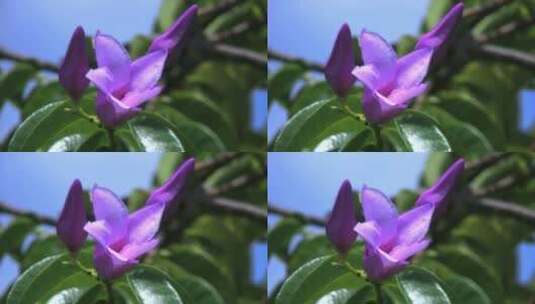 紫色花的特写高清在线视频素材下载