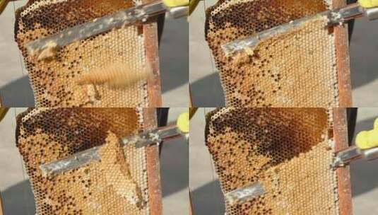 中蜂蜂农取蜂蜜高清在线视频素材下载