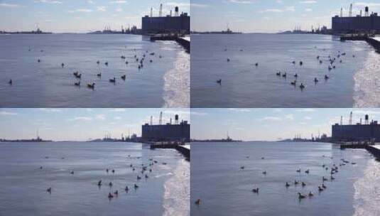 鸭子漂浮在工厂旁边的河面上高清在线视频素材下载
