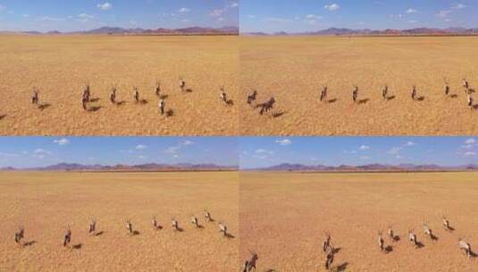 一群羚羊在平原上奔跑高清在线视频素材下载