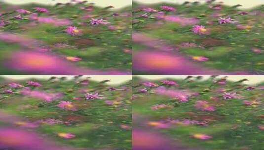 升格摄影夏末盛开的菊花高清在线视频素材下载